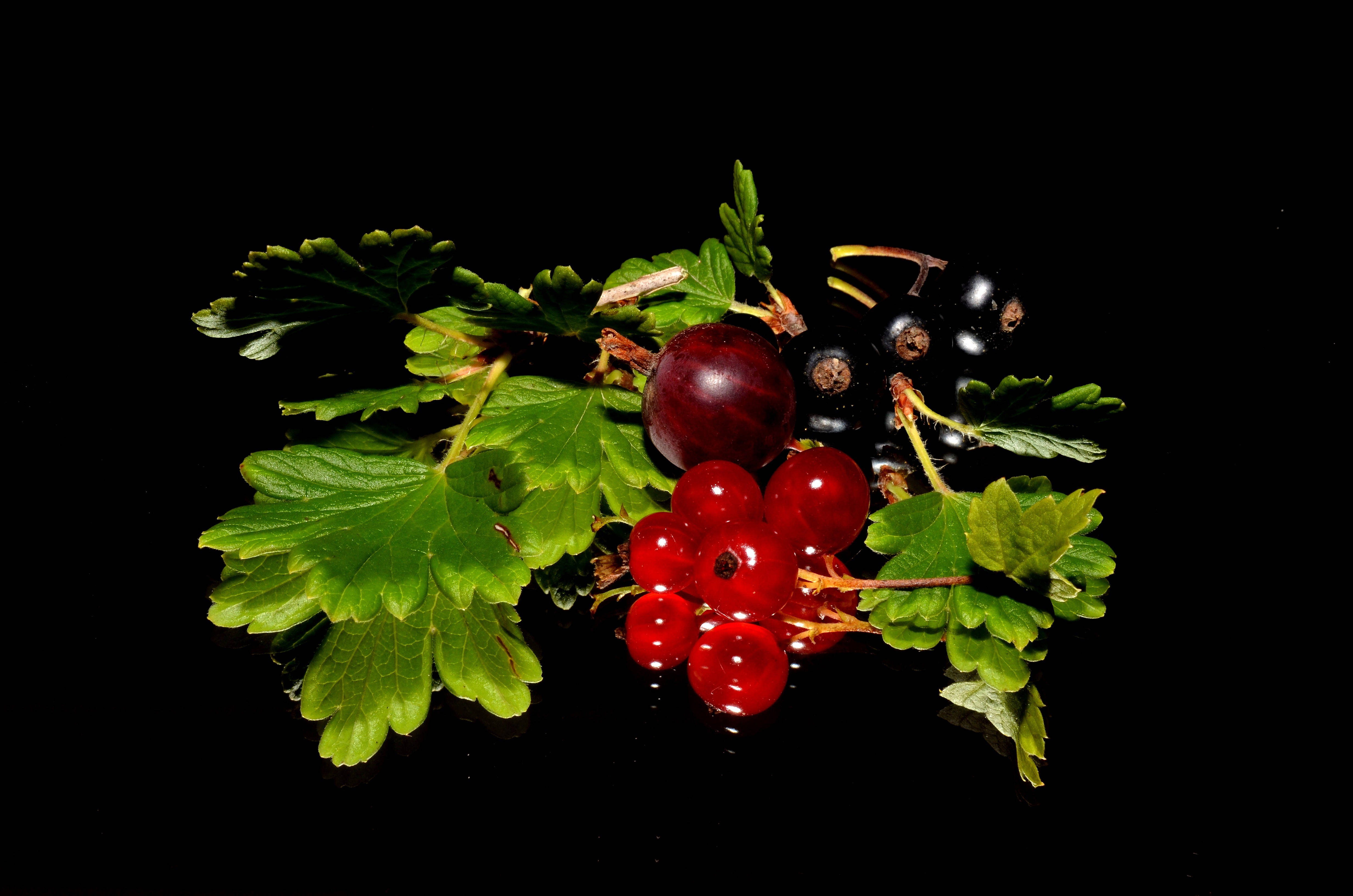 Fruits 桌布 壁紙 — 鮮豔的紅醋栗和黑醋栗搭配茂盛的綠葉，在純黑背景下閃閃發光。
