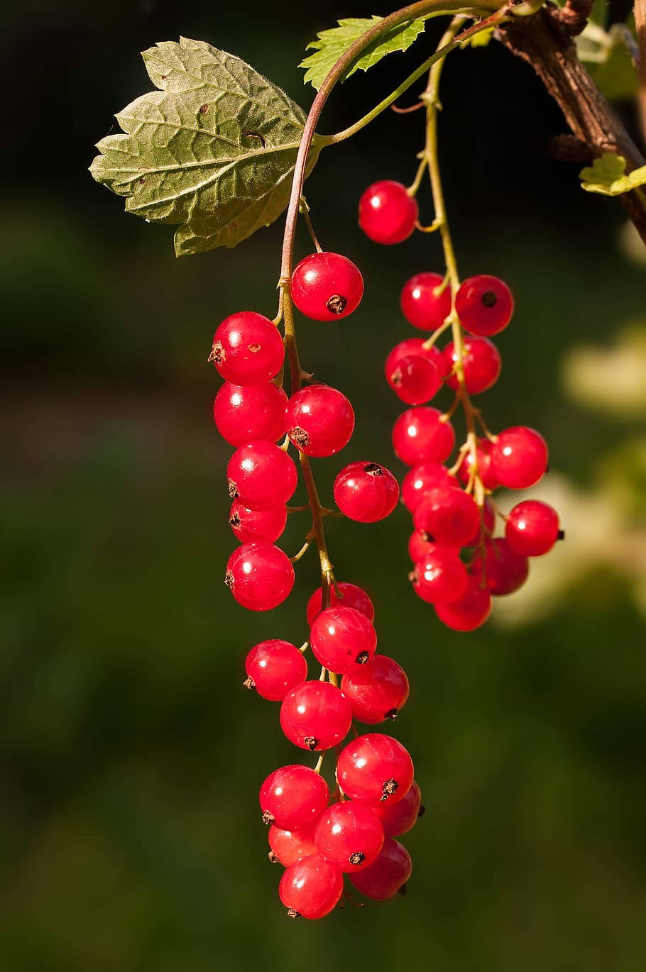 Fruits 桌布 壁紙 — 鮮豔的紅醋栗在陽光照射下閃閃發光，成串懸掛在枝葉茂密的樹枝上，背景是柔和的綠色。
