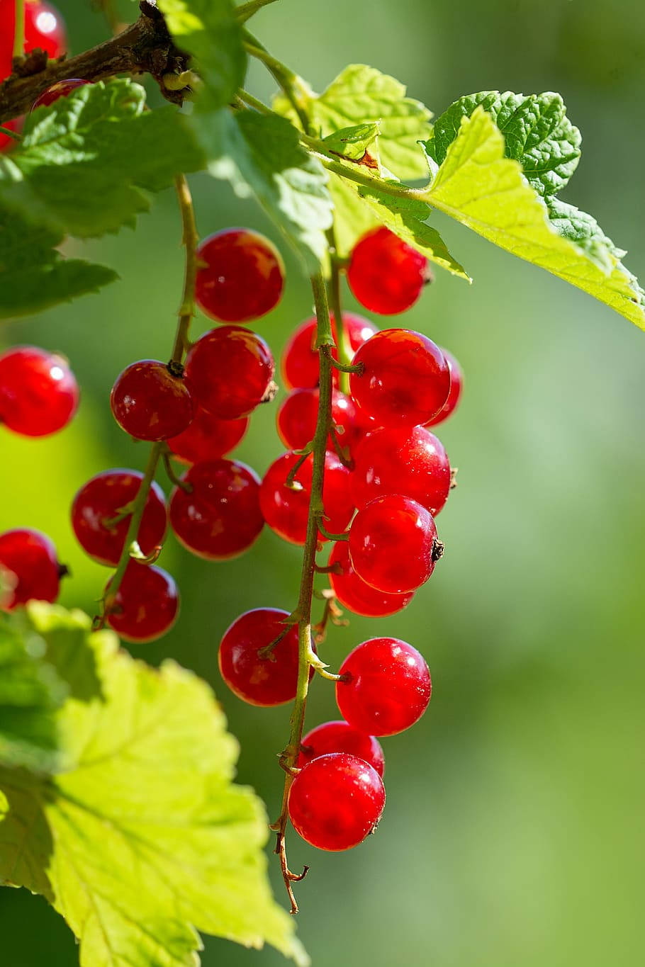 Fruits 桌布 壁紙 — 鮮豔的紅醋栗在陽光照耀的綠葉上閃爍著露珠，背景是柔和模糊的花園。