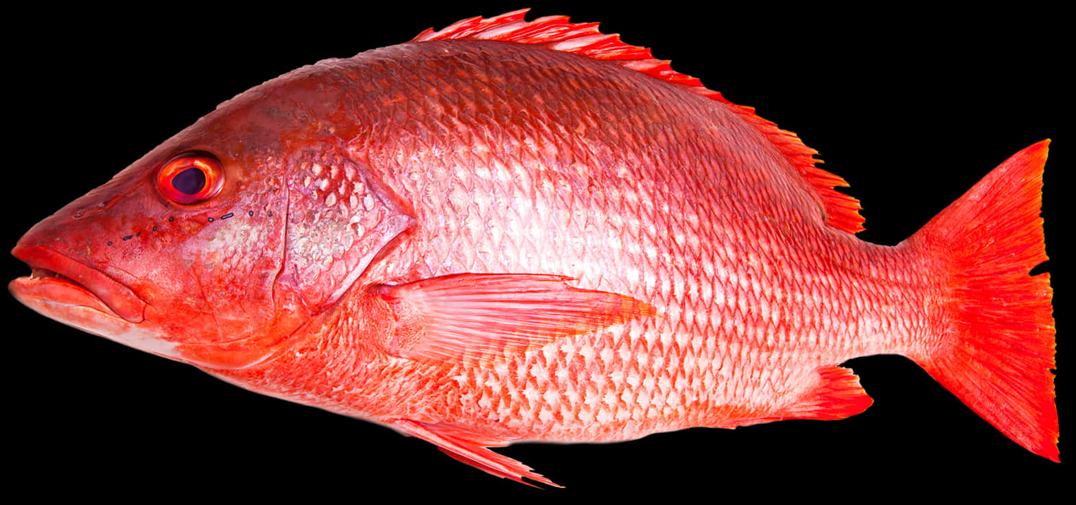 紅色動圖 桌布 壁紙 — 鮮豔的紅鯛魚特寫，在純黑色背景上孤立展示細緻的鱗片和鰭。