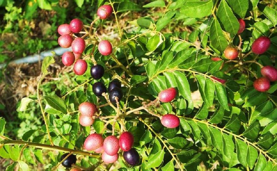 Berry 桌布 壁紙 — 鮮豔的紅黑咖哩葉簇生在茂盛的綠色枝條上，沐浴在明亮的陽光下。