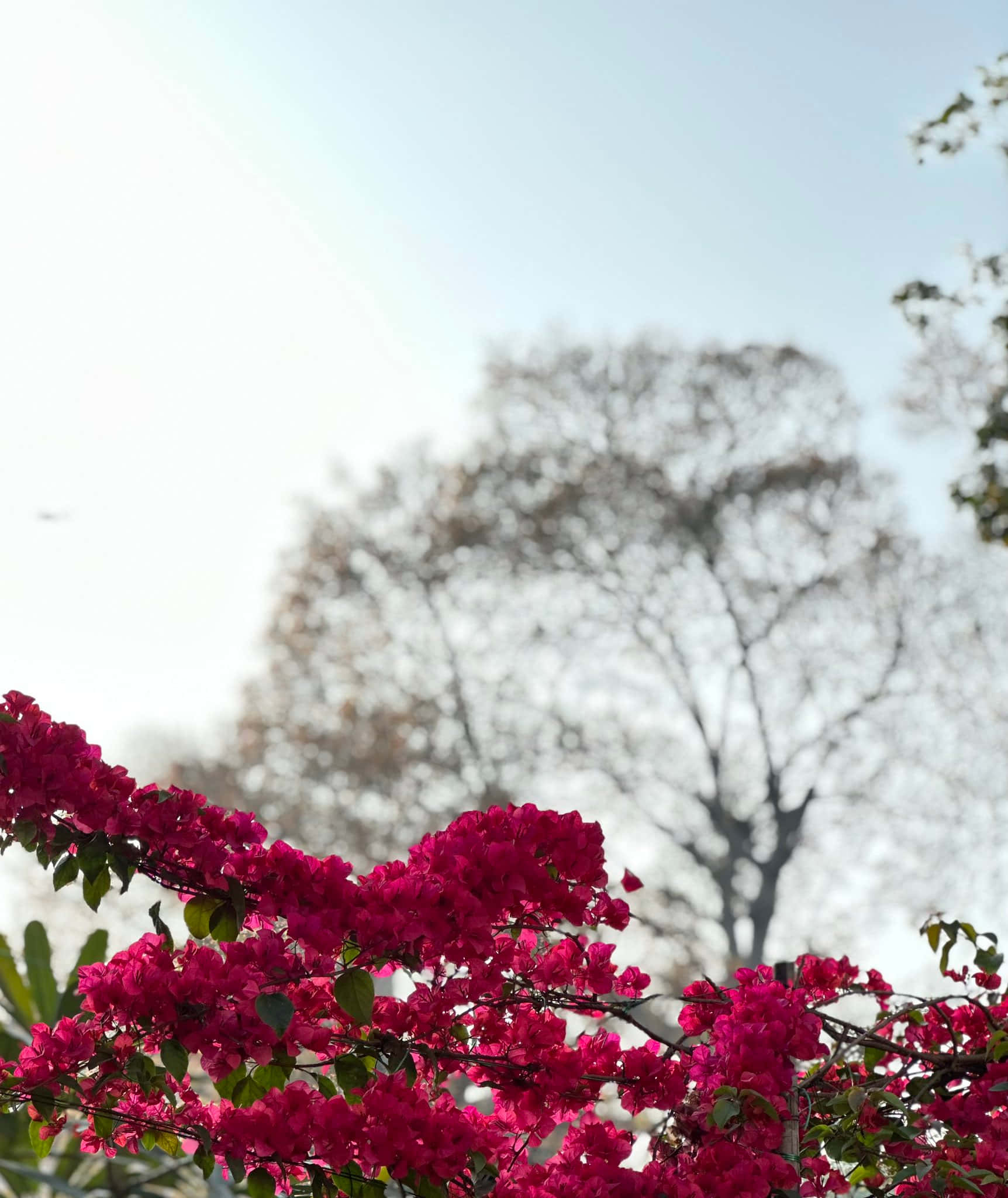Portrait Mode 桌布 壁紙 — 鮮豔的紫紅色九重葛在前景中層疊，背景是柔和模糊的樹木和蒼白的天空。