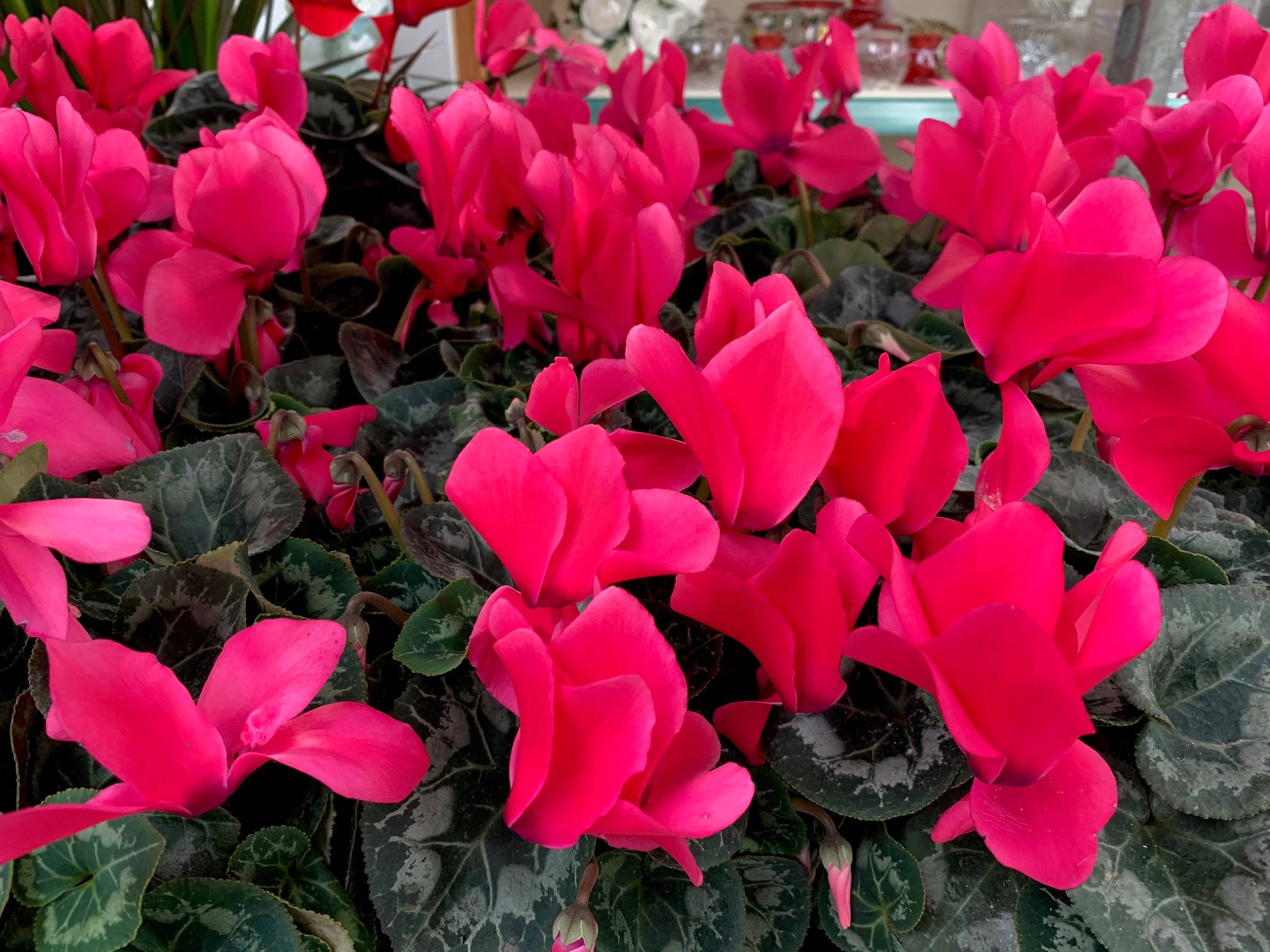 Cyclamen 桌布 壁紙 — 鮮豔的紫紅色仙客來花在雜色的綠葉間密集盛開，營造出茂盛的室內花園景觀。