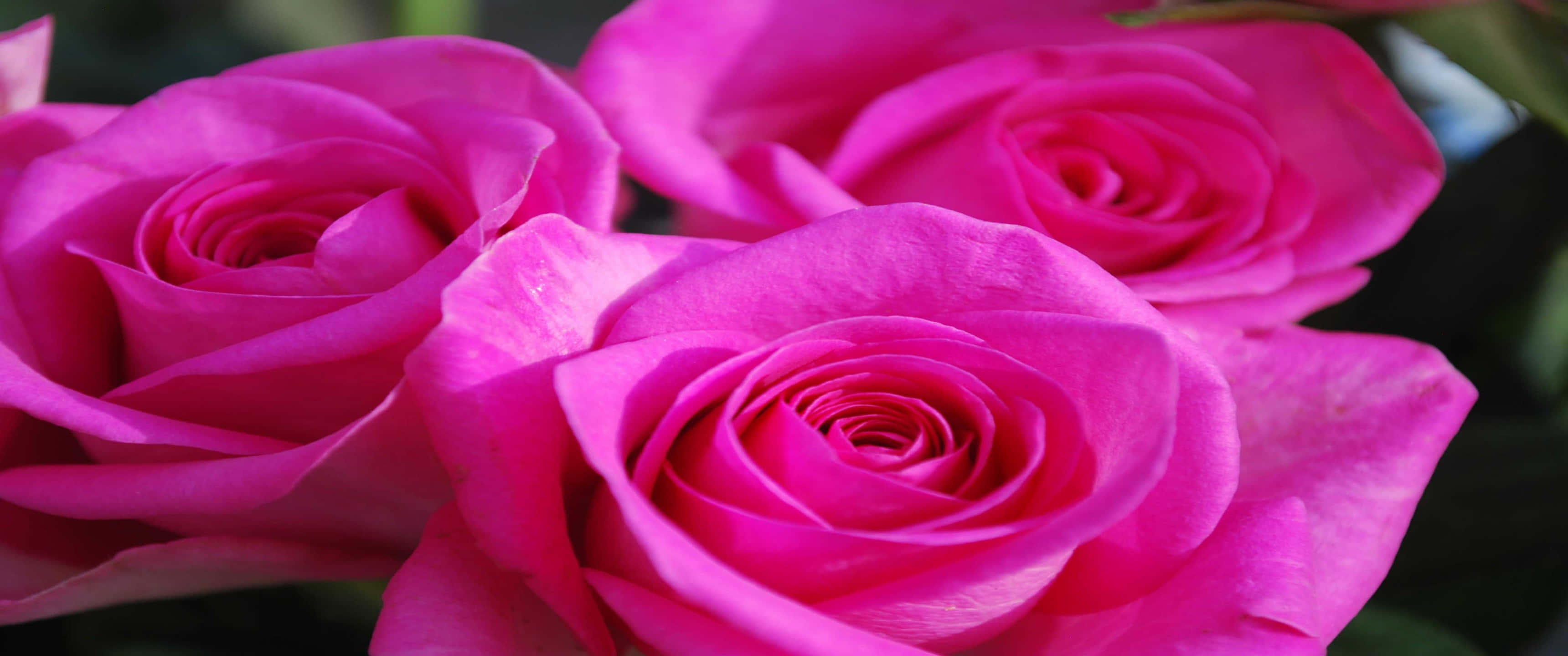 3440x1440p Roses 桌布 壁紙 — 鮮豔的紫紅色玫瑰在柔焦中盛開，細膩的花瓣在深綠色背景下展開。