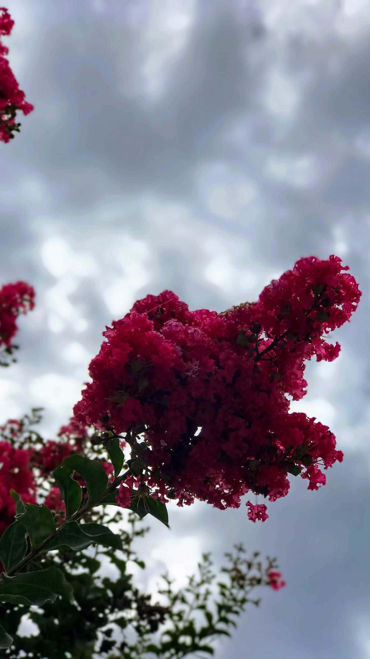 Portrait Mode 桌布 壁紙 — 鮮豔的紫紅色紫薇花在陰沉多雲的天空下以低角度拍攝綻放。