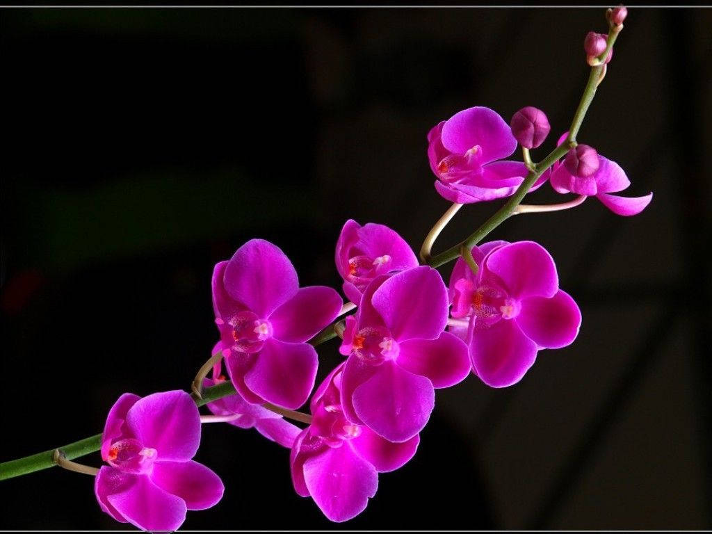 Orchids 桌布 壁紙 — 鮮豔的紫紅色蘭花在深黑色背景上優雅綻放，柔和的光線突顯其精緻的花瓣。