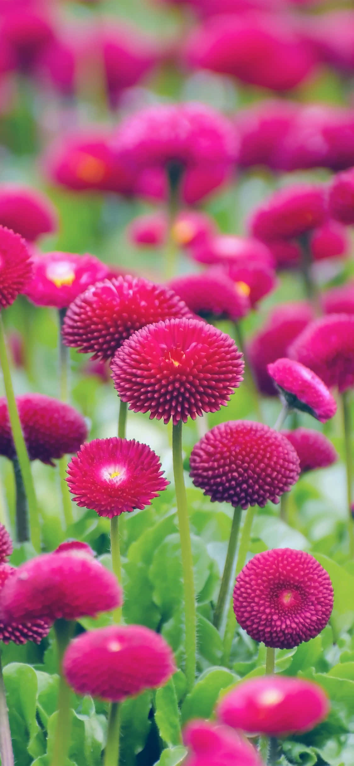 Flowers 桌布 壁紙 — 鮮豔的紫紅色雛菊帶有尖刺花瓣，在柔和的日光下茂密地盛開在翠綠的田野中。