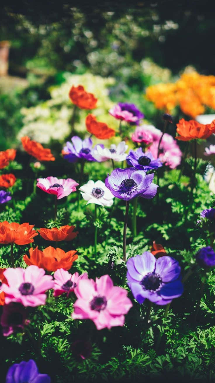 Flowers Aesthetic 桌布 壁紙 — 鮮豔的紫色、粉紅色和橙色花朵在陽光普照的花園中茂密盛開，周圍是茂盛的綠色葉子。