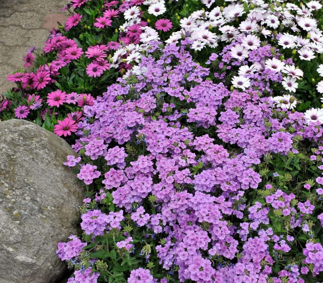 Lavender Blue 桌布 壁紙 — 鮮豔的紫色、粉紅色和白色花朵在陽光普照的花園花壇中，密集地盛開在一塊風化的石頭旁。