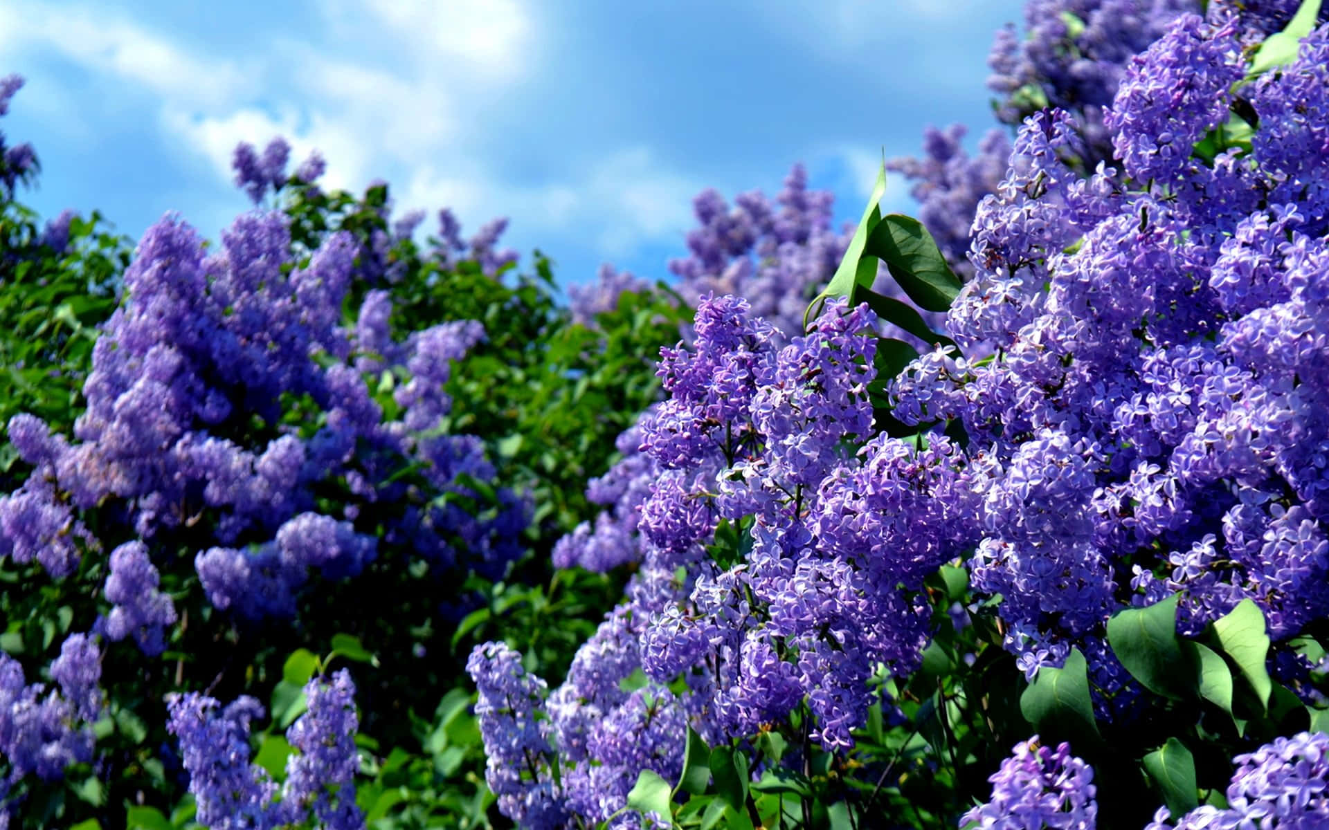 Lilac Tree 桌布 壁紙 — 鮮豔的紫色丁香花在明亮的藍天和 fluffy 白雲襯托下密集盛開。