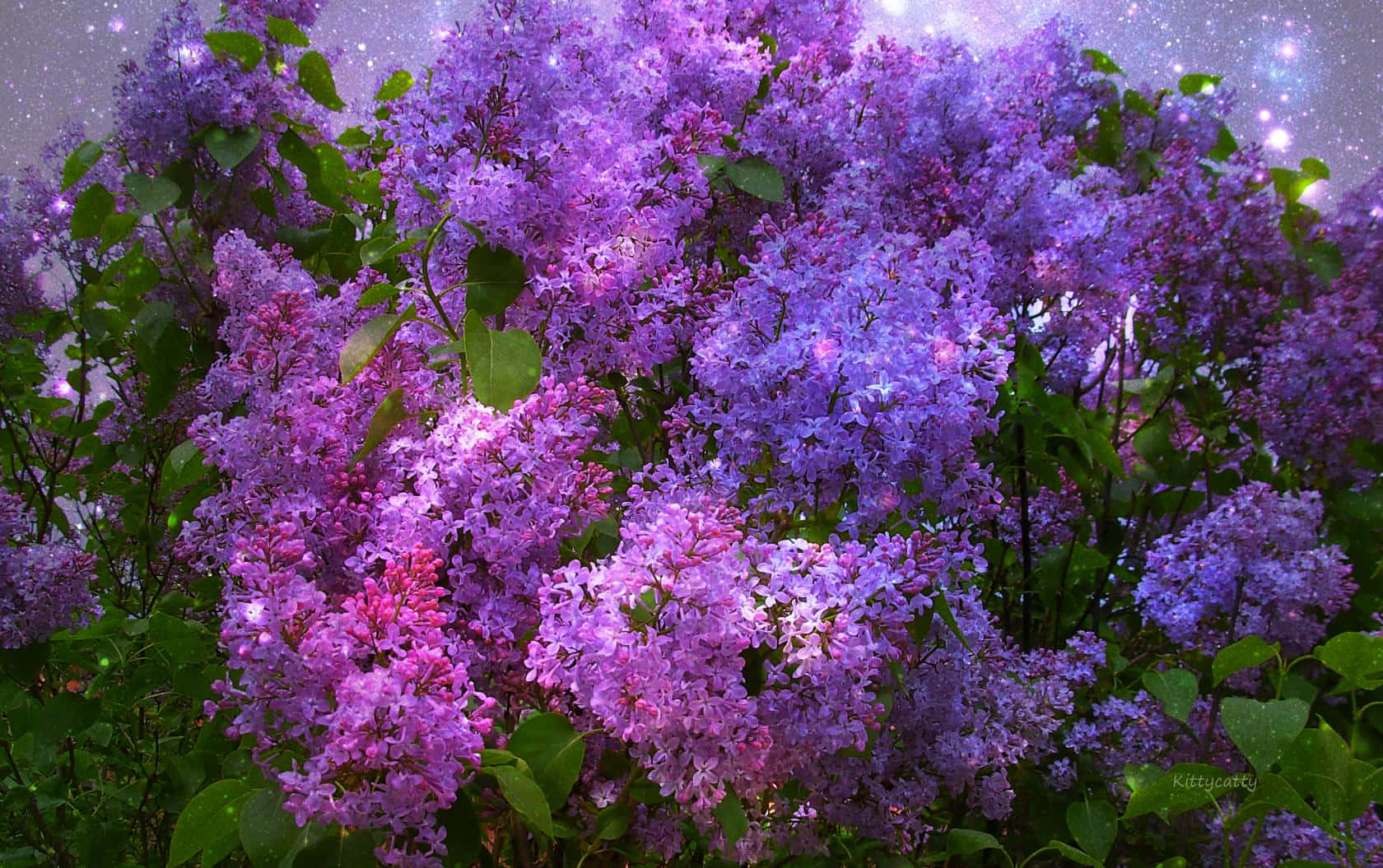 Lilac Tree 桌布 壁紙 — 鮮豔的紫色丁香花在閃爍的宇宙夜空背景下密集綻放。