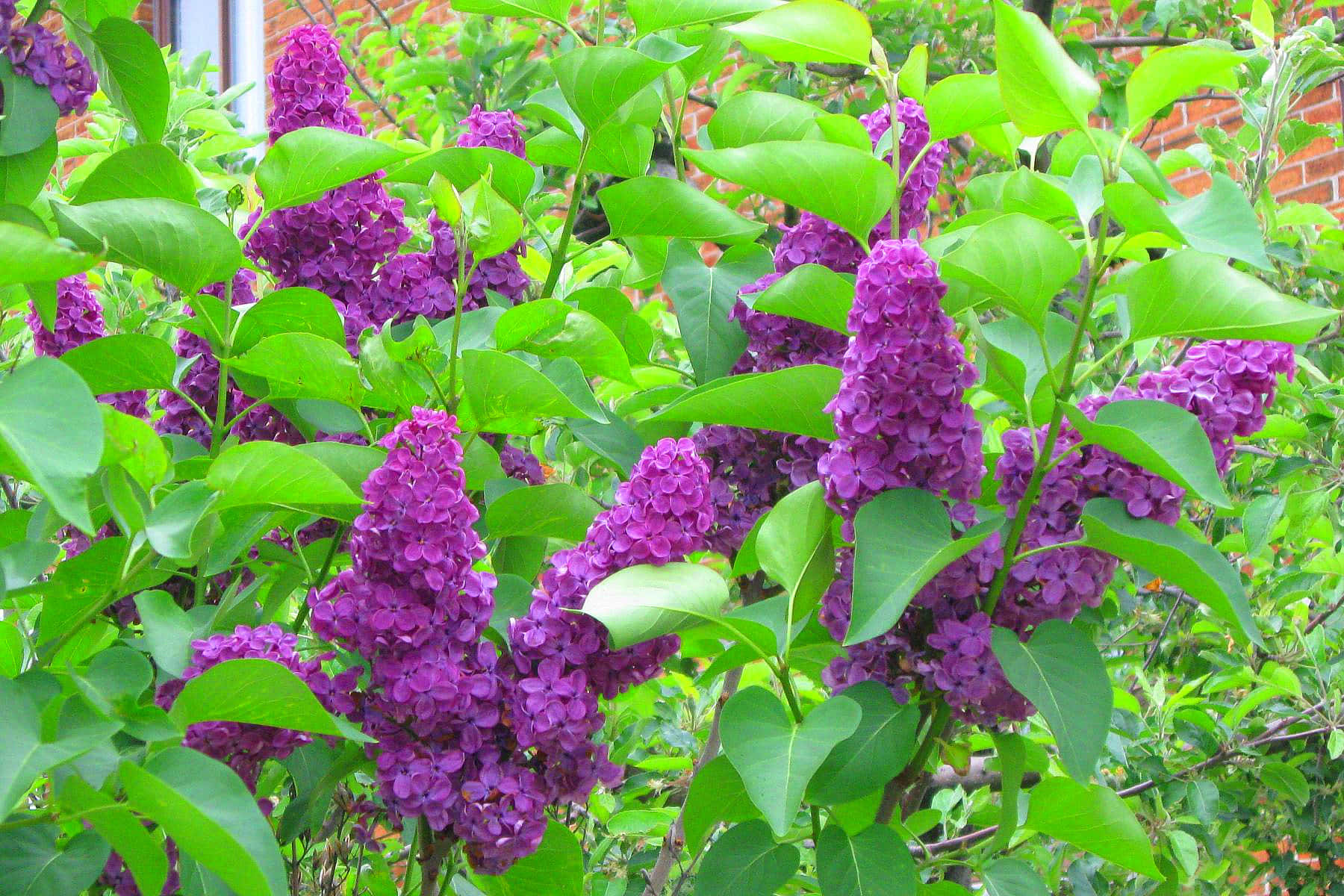 Butterfly Bush 桌布 壁紙 — 鮮豔的紫色丁香花在陽光普照的花園場景中，密集地簇擁在茂密的綠葉之間。