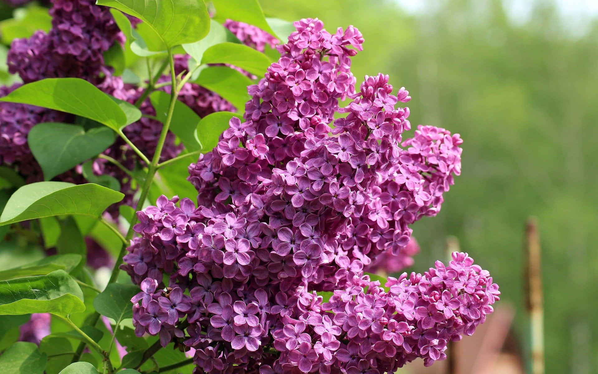 Lilac Tree 桌布 壁紙 — 鮮豔的紫色丁香花簇密集在綠色莖上，背景是柔和模糊的花園。