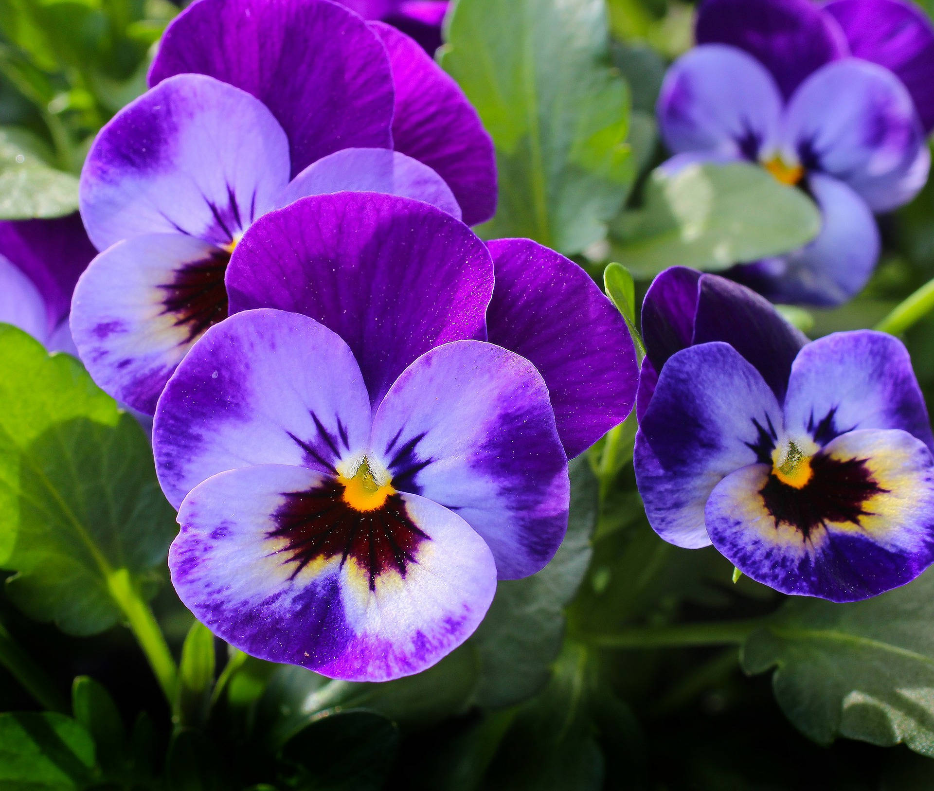 Pansy 桌布 壁紙 — 鮮豔的紫色三色堇，帶有黃色和深色花心，在明亮的陽光下盛開於茂密的綠葉之中。