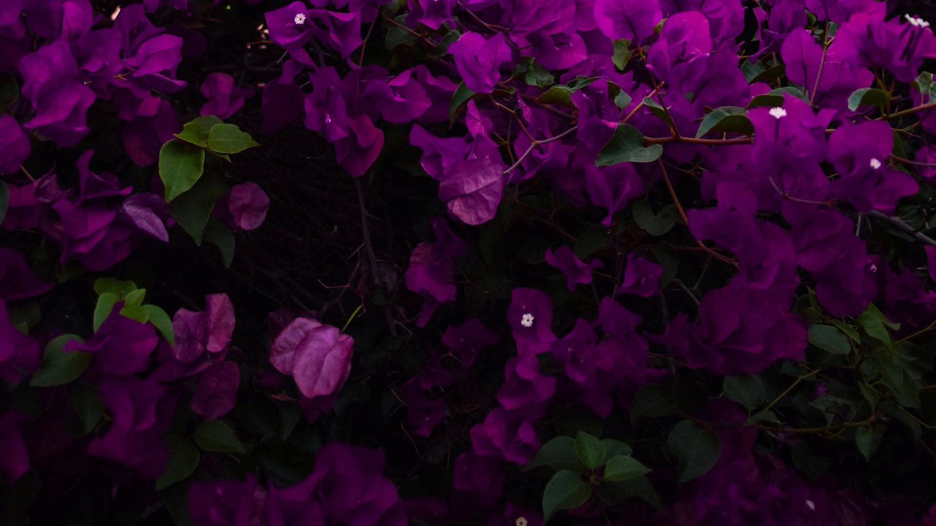 Aesthetic Purple Flower 桌布 壁紙 — 鮮豔的紫色九重葛在茂密的花園場景中，在深綠色葉子襯托下密集盛開。