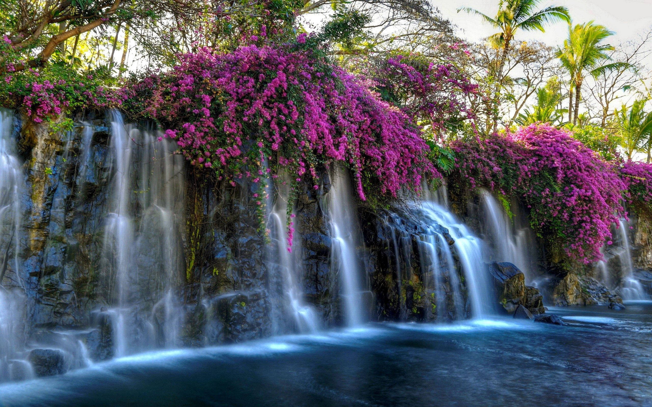 瀑布 桌布 壁紙 — 鮮豔的紫色九重葛如瀑布般垂落在岩石懸崖上，多道瀑布流入下方寧靜的水潭。