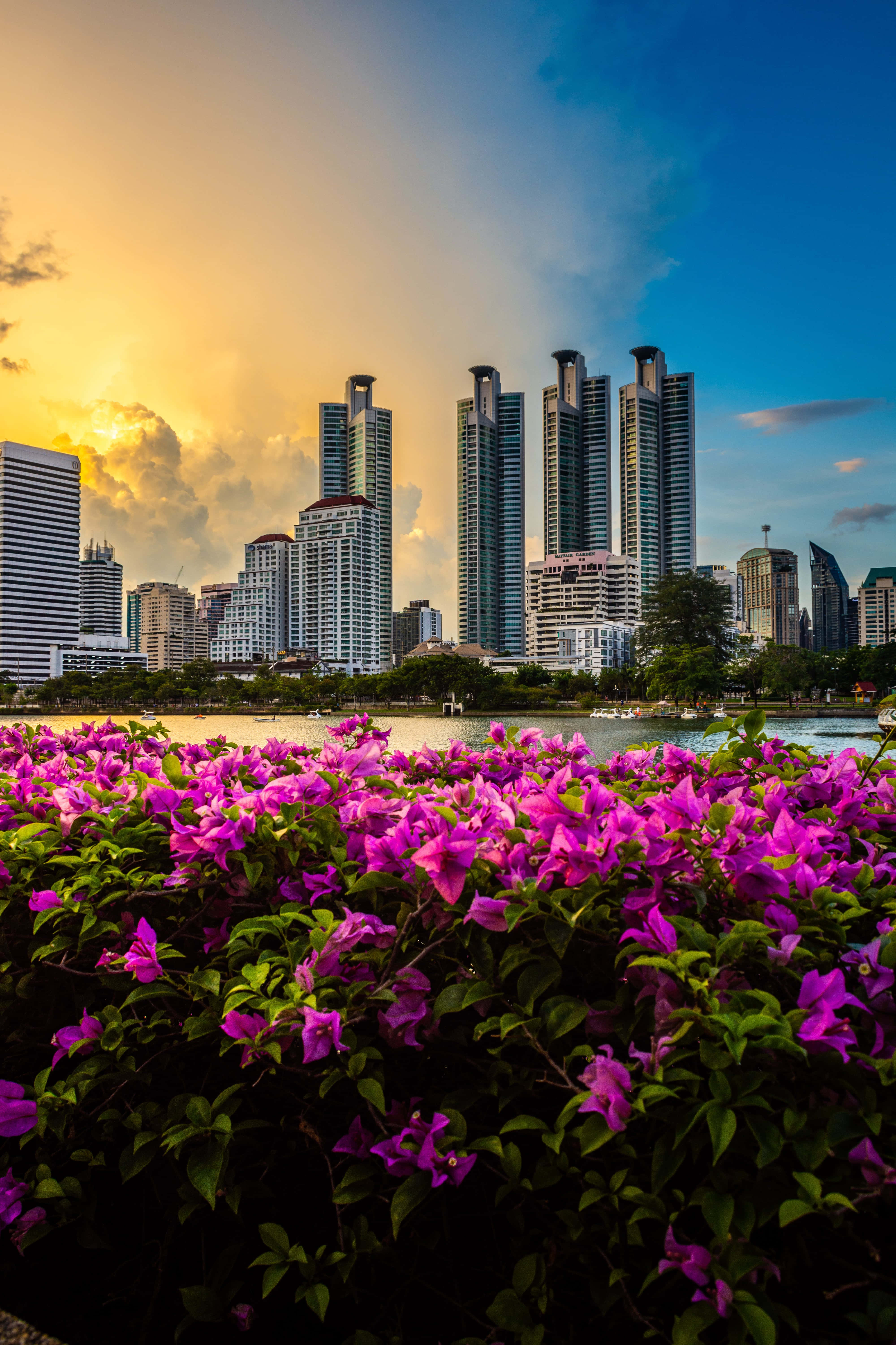 Foreground Middleground 桌布 壁紙 — 鮮豔的紫色九重葛盛開，前景是現代城市天際線，背景是金色日落。
