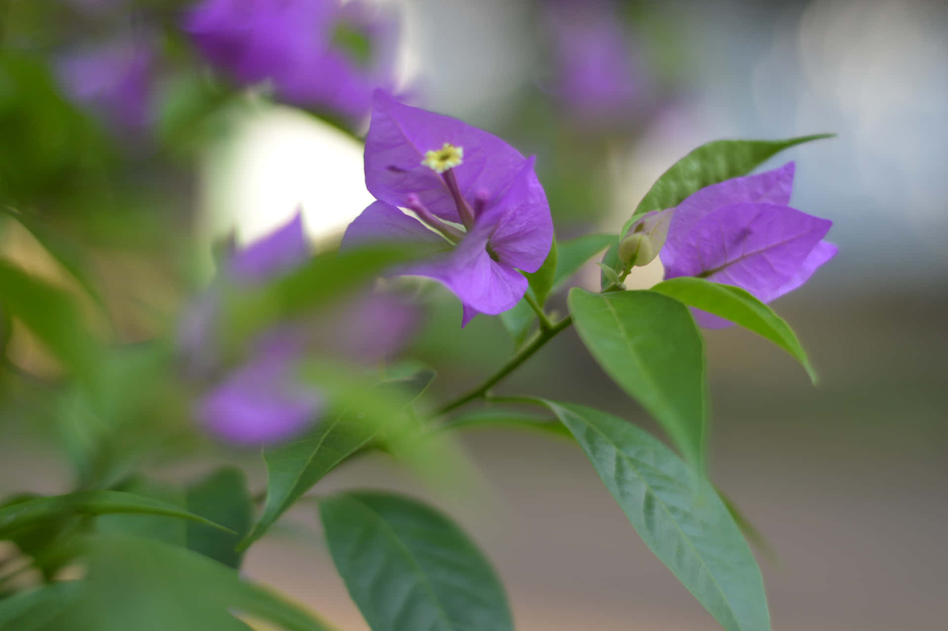 Aesthetic Bougenville Indonesia 壁紙 — 鮮豔的紫色九重葛盛開，綠色葉子在背景中柔和模糊。