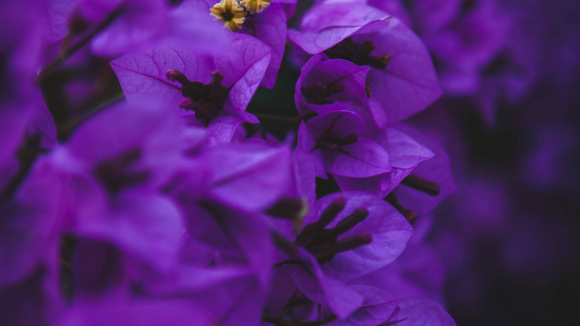 Aesthetic Purple Flower 桌布 壁紙 — 鮮豔的紫色九重葛盛開，花瓣精緻，中心有細小的黃色花蕊，呈現柔和焦點。