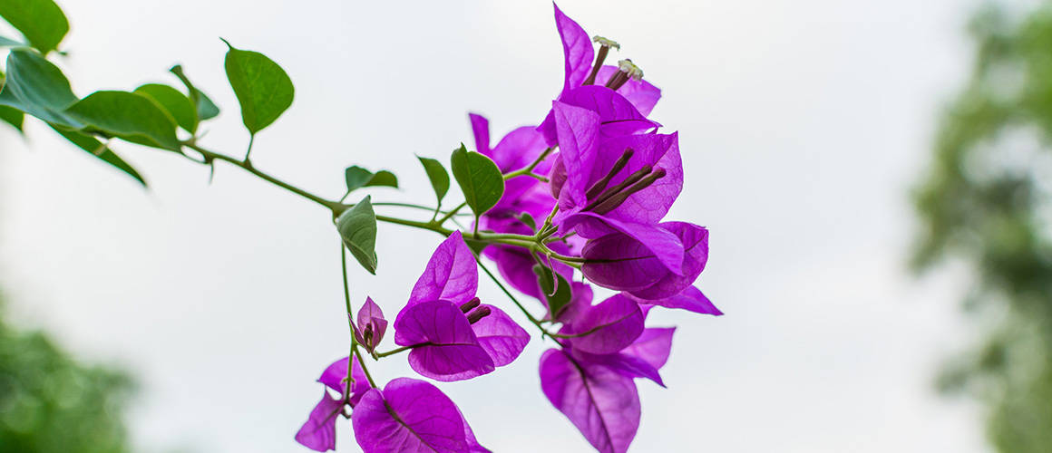 九重葛 桌布 壁紙 — 鮮豔的紫色九重葛花朵沿著綠色莖幹簇擁，背景是柔和模糊的天空。