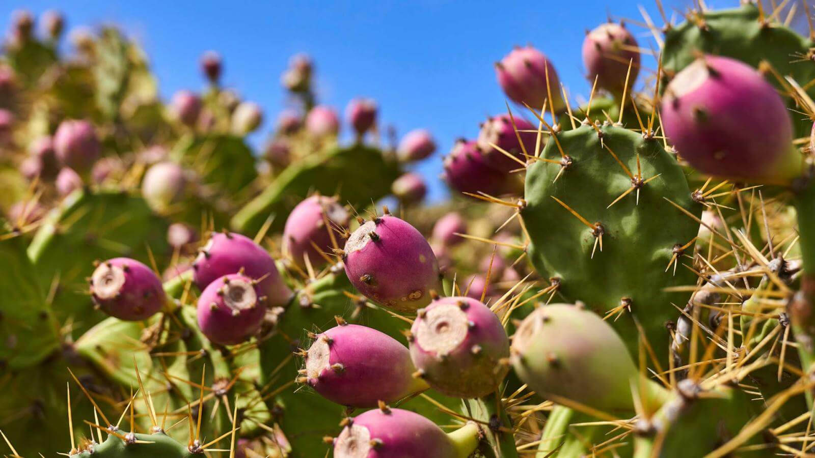 Cactus 桌布 壁紙 — 鮮豔的紫色仙人掌果實簇生在帶刺的綠色仙人掌墊上，背景是清澈的藍天。