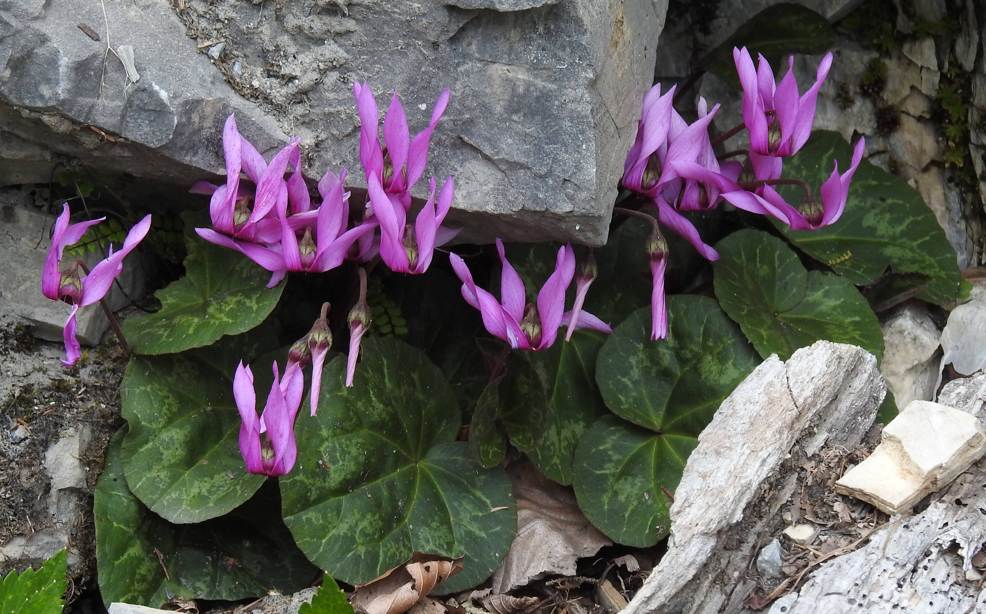 仙客來 桌布 壁紙 — 鮮豔的紫色仙客來花朵在圖案綠葉間盛開， nestled between rugged gray rocks.