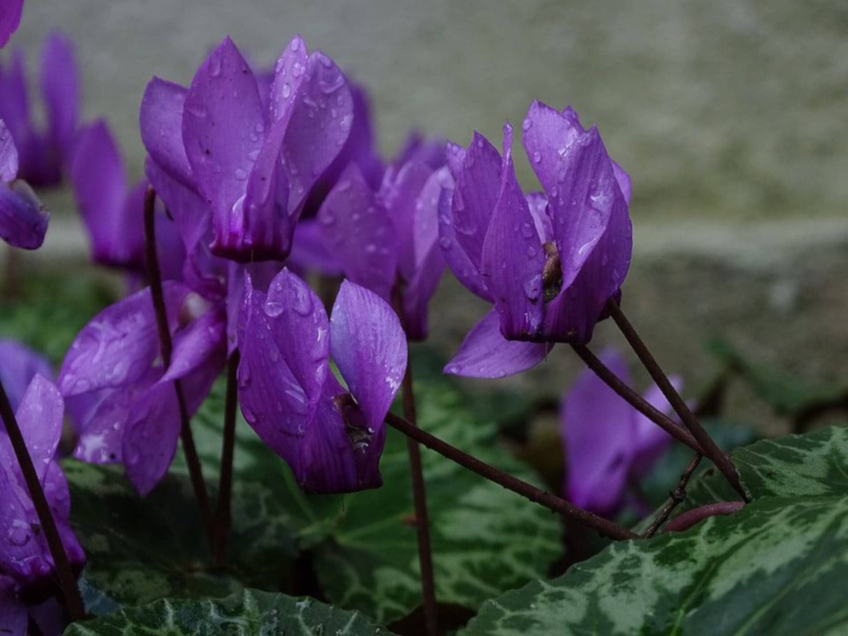 Cyclamen 桌布 壁紙 — 鮮豔的紫色仙客來花朵在柔和焦點的花園環境中，在茂盛的綠葉襯托下閃爍著露珠。