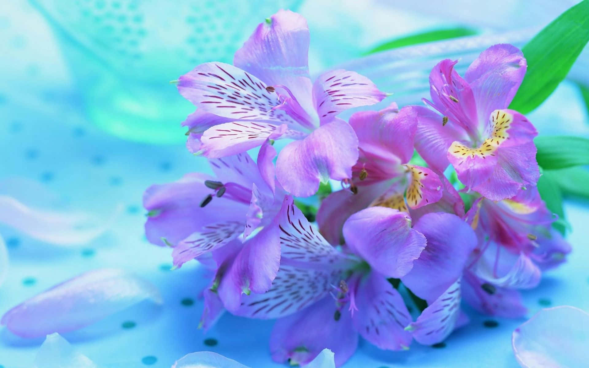 Beautiful Flower 桌布 壁紙 — 鮮豔的紫色六出花帶有精緻的白色條紋，在柔和的藍色紋理背景上盛開。