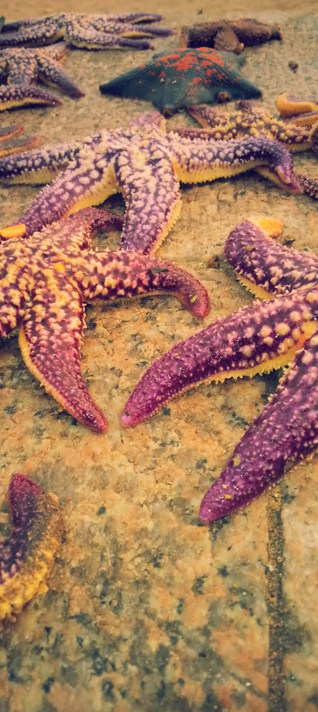 1080x2412 桌布 壁紙 — 鮮豔的紫色和橙色海星在退潮時停留在有紋理的濕岩石上。