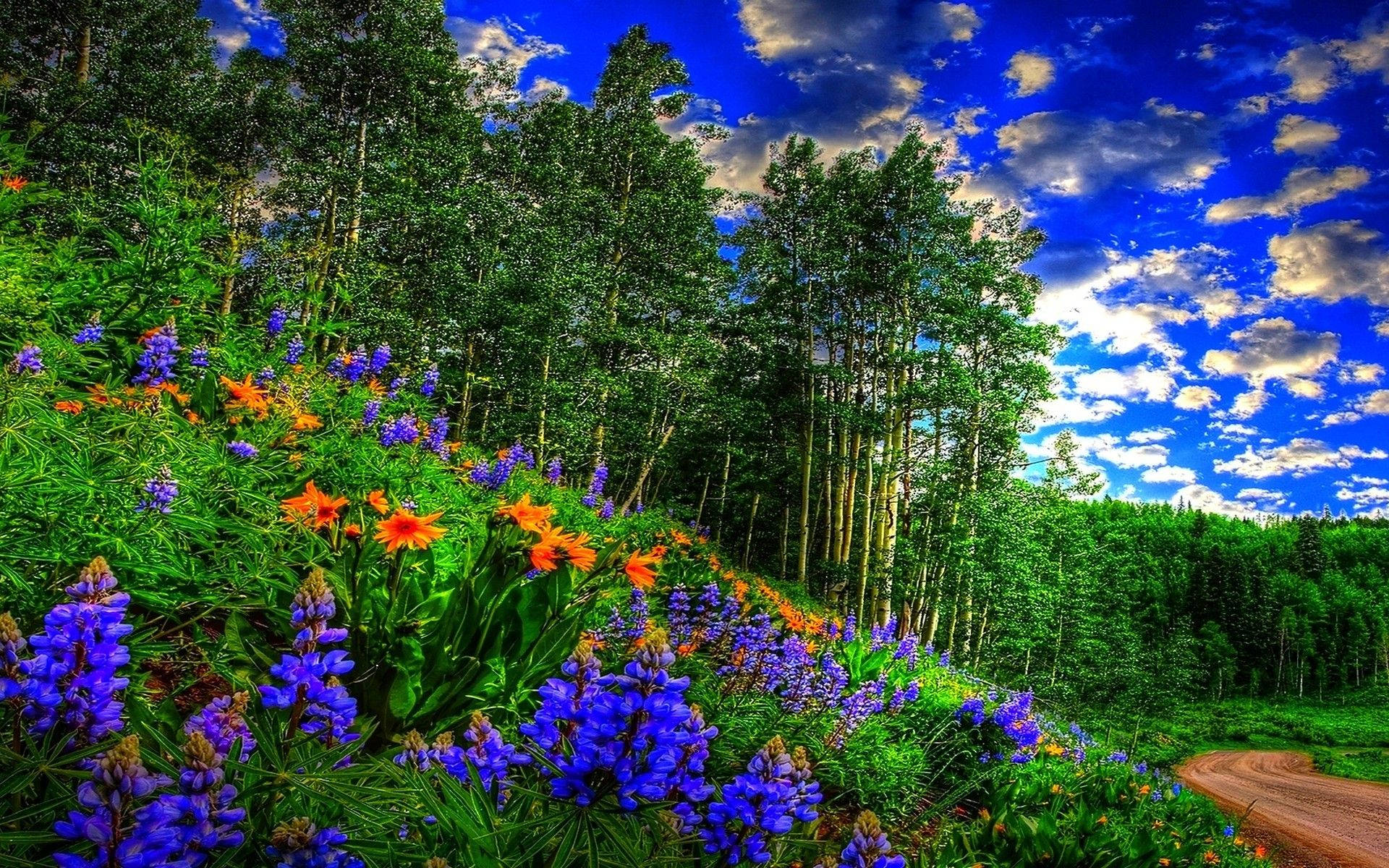 山景 桌布 壁紙 — 鮮豔的紫色和橙色野花沿著蜿蜒的泥土小徑盛開，頭頂是湛藍的天空和蓬鬆的白雲。