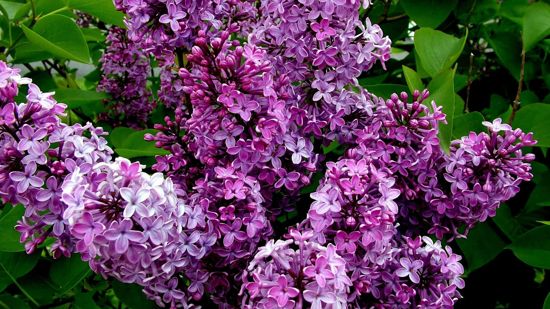 Lilac Tree 桌布 壁紙 — 鮮豔的紫色和白色丁香花簇在明亮的日光下，在茂密的綠葉中密集綻放。