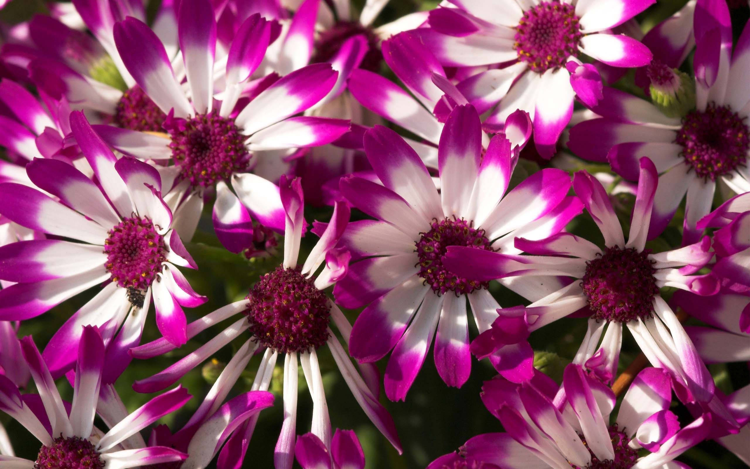 Flowers 桌布 壁紙 — 鮮豔的紫色和白色雛菊在明亮的陽光下密集盛開，綠色葉子在背景中柔和模糊。