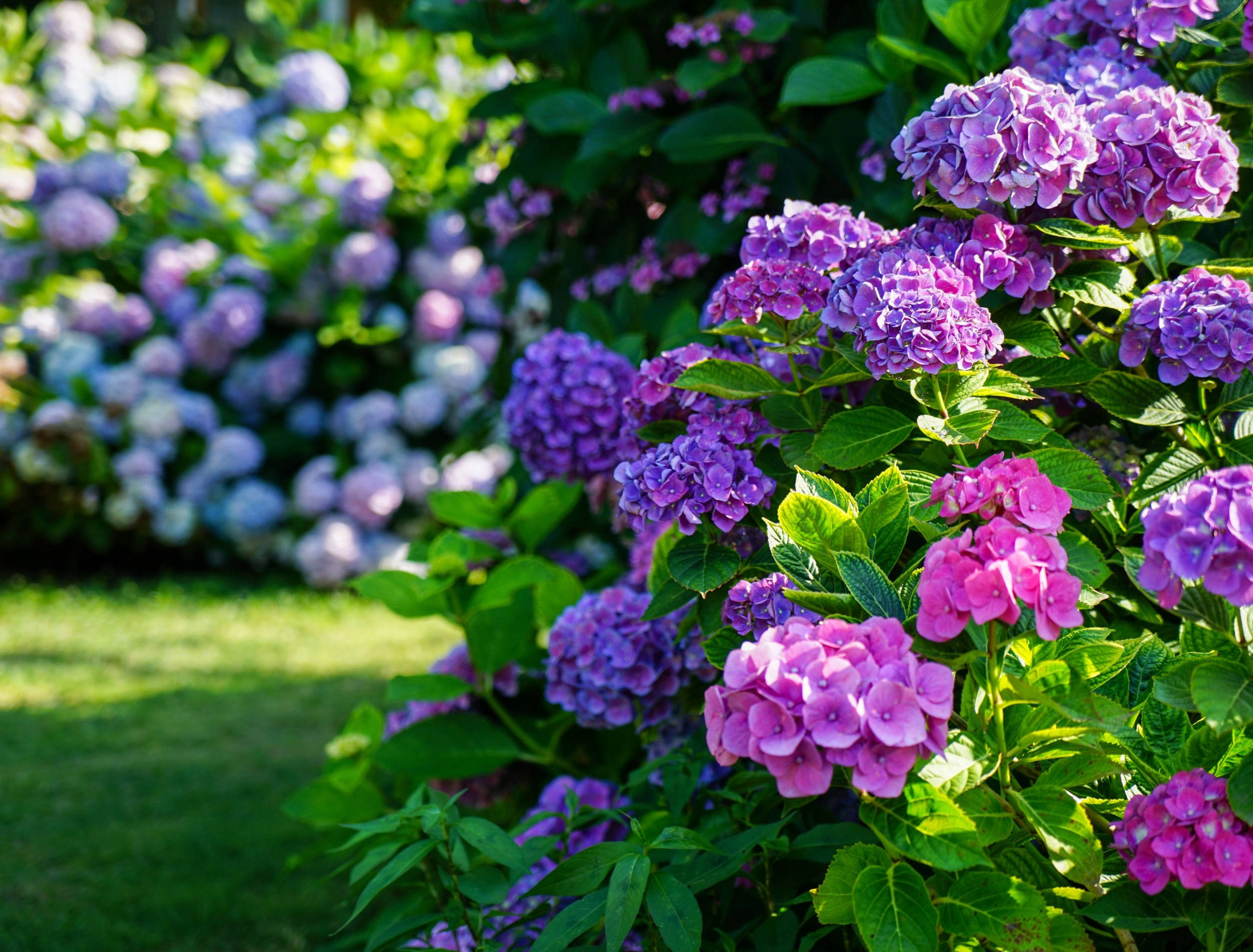 Hydrangea 桌布 壁紙 — 鮮豔的紫色和粉紅色繡球花在明媚陽光下，簇擁在寧靜花園中茂密的綠色灌木叢上。