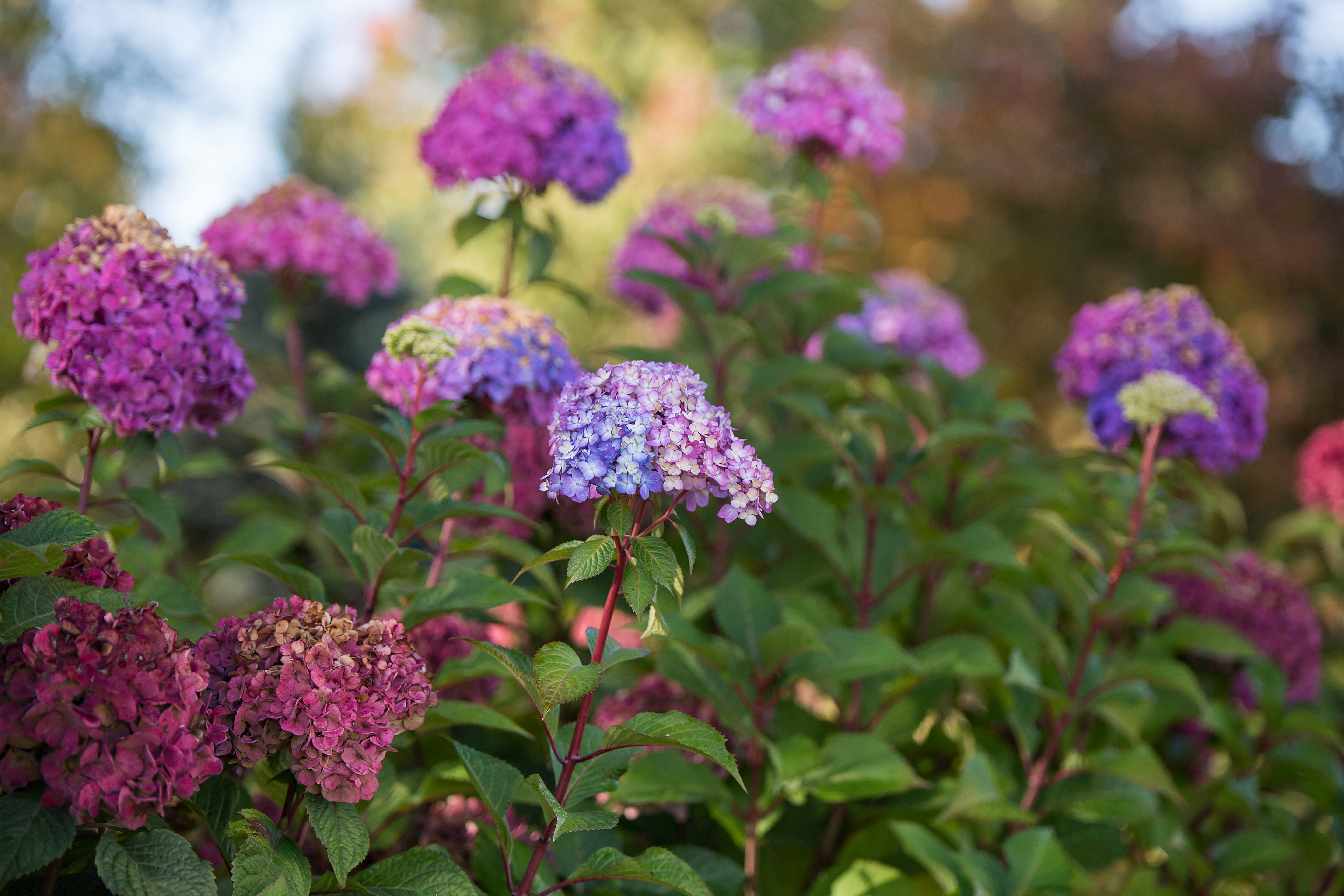 Hydrangea 桌布 壁紙 — 鮮豔的紫色和粉紅色繡球花簇擁在茂密的綠葉中，沐浴在柔和自然光下。