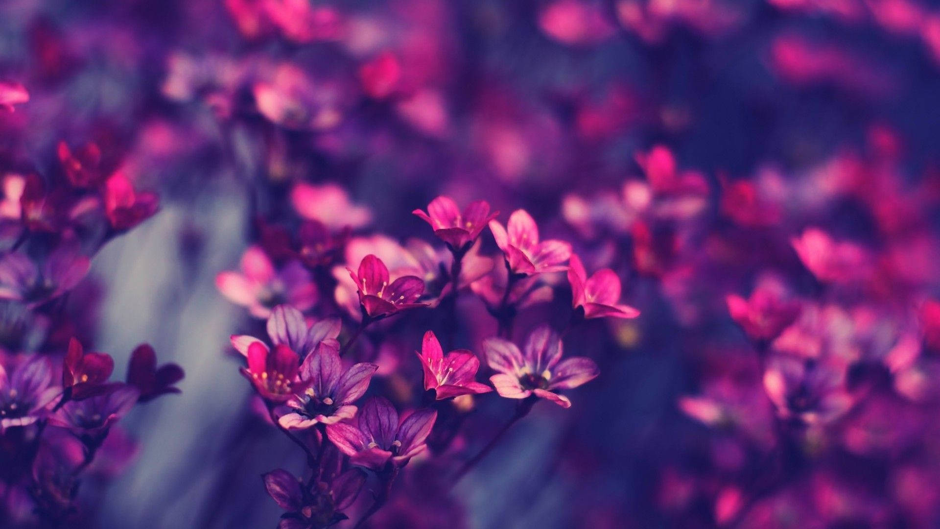 Violet Aesthetic 桌布 壁紙 — 鮮豔的紫色和粉紅色花朵在淺景深和夢幻般的散景背景下柔和綻放。