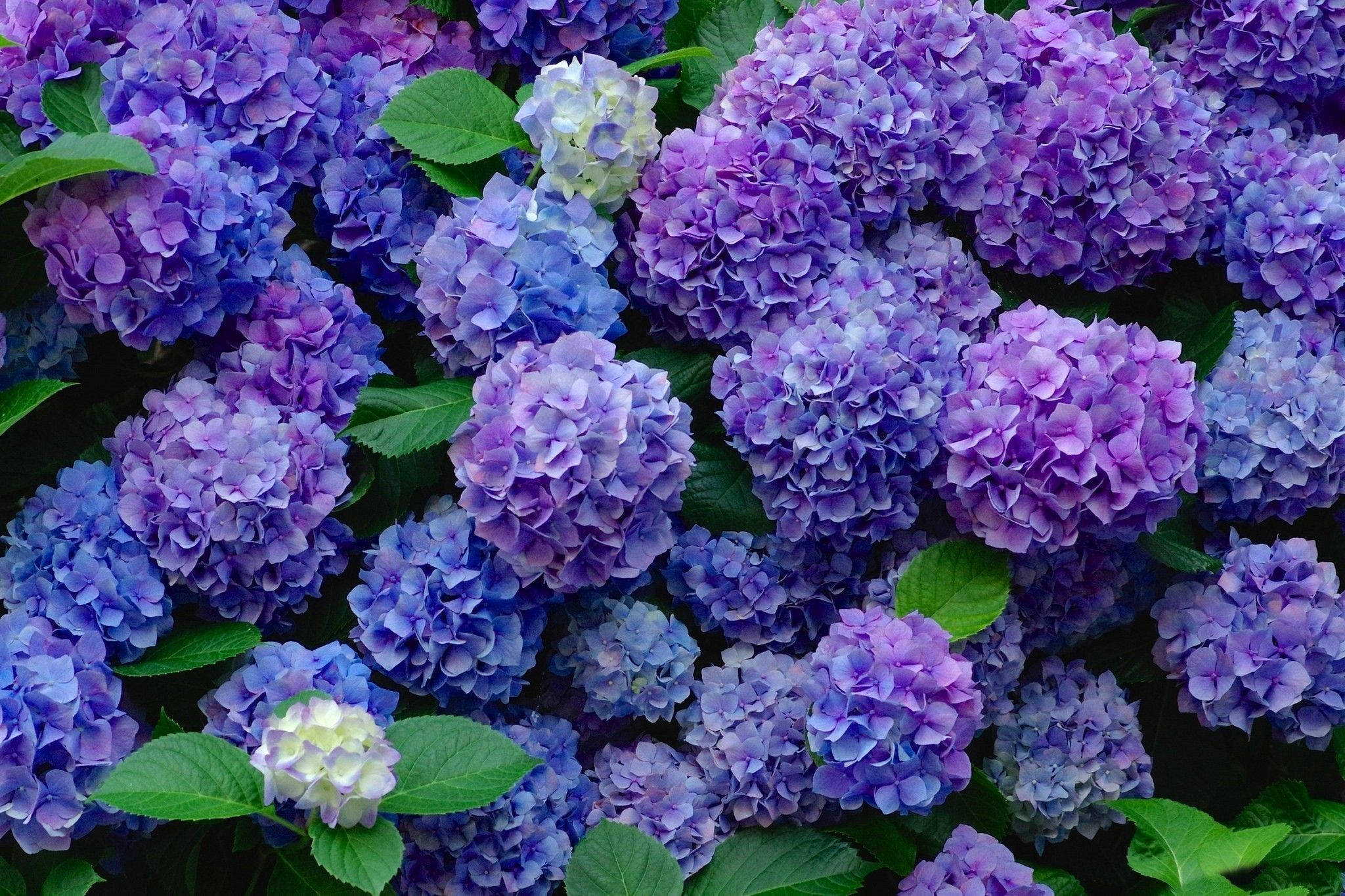 Hydrangea 桌布 壁紙 — 鮮豔的紫色和藍色繡球花在明亮的日光下與茂密的綠葉緊密簇擁。