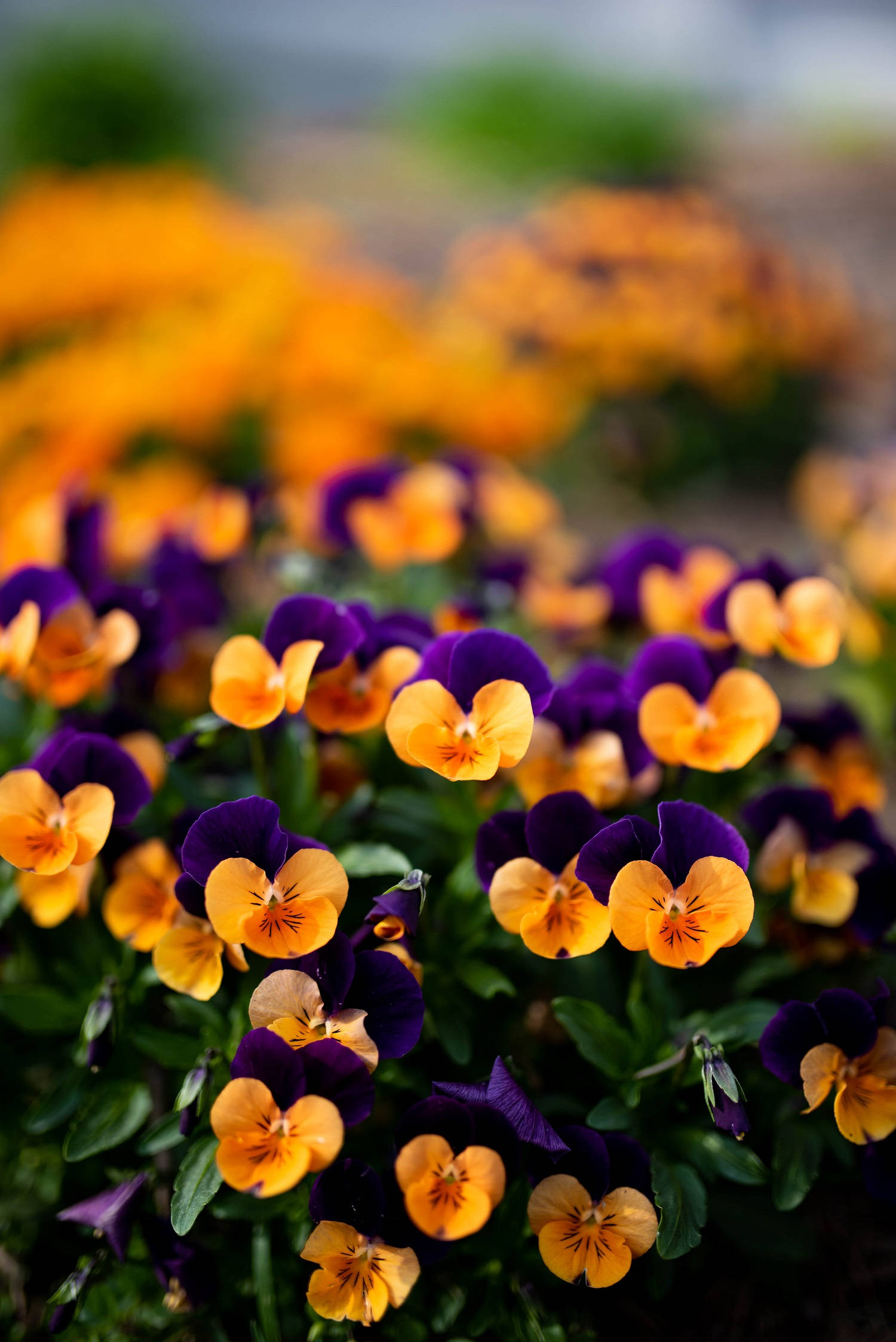 Pansy 桌布 壁紙 — 鮮豔的紫色和黃色三色堇在模糊的花園背景下以柔和焦點盛開。