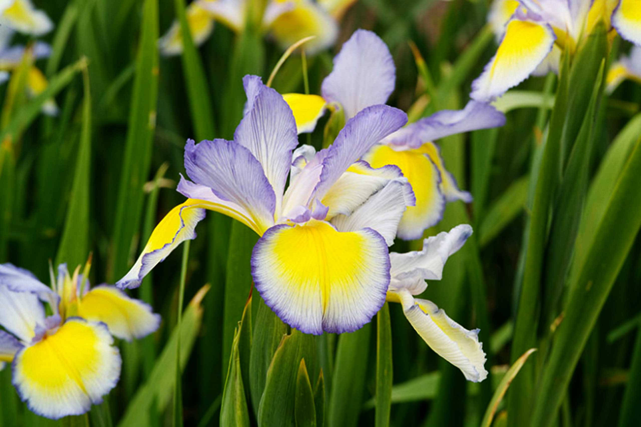 Iris 桌布 壁紙 — 鮮豔的紫色和黃色鳶尾花在陽光明媚的花園中，在茂密的綠葉間盛開。