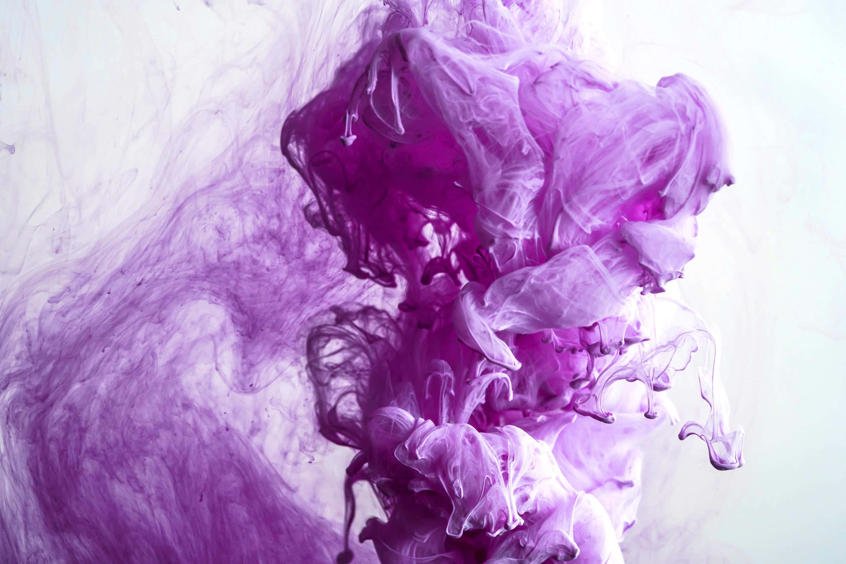 Purple Ink 桌布 壁紙 — 鮮豔的紫色墨水在純白背景上戲劇性地旋轉，形成迷人的流體舞蹈。
