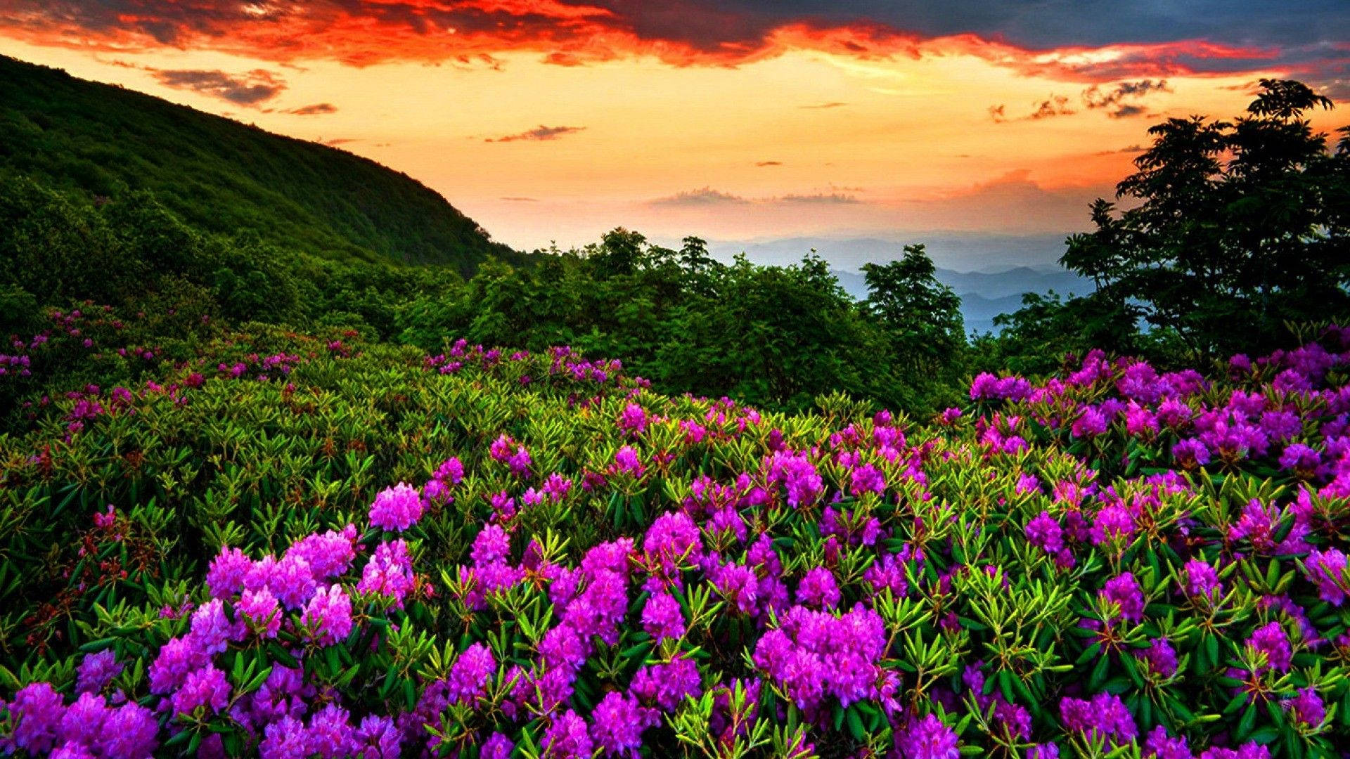 Most Beautiful Spring 桌布 壁紙 — 鮮豔的紫色杜鵑花在熾熱的日落天空下覆蓋著鬱鬱蔥蔥的綠色山坡。