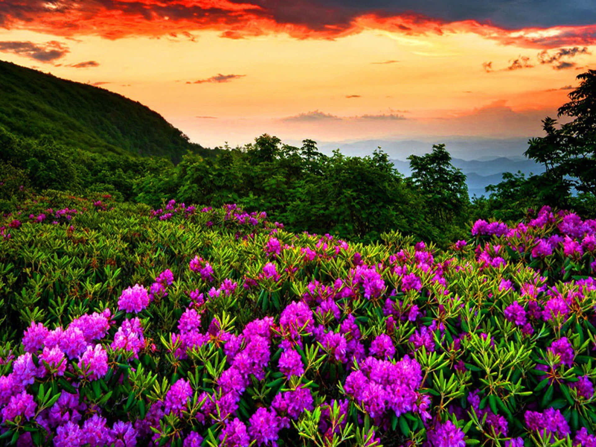 Spring Nature 桌布 壁紙 — 鮮豔的紫色杜鵑花覆蓋著山坡，天空是火燒般的夕陽，帶有橙色和紅色的雲彩。