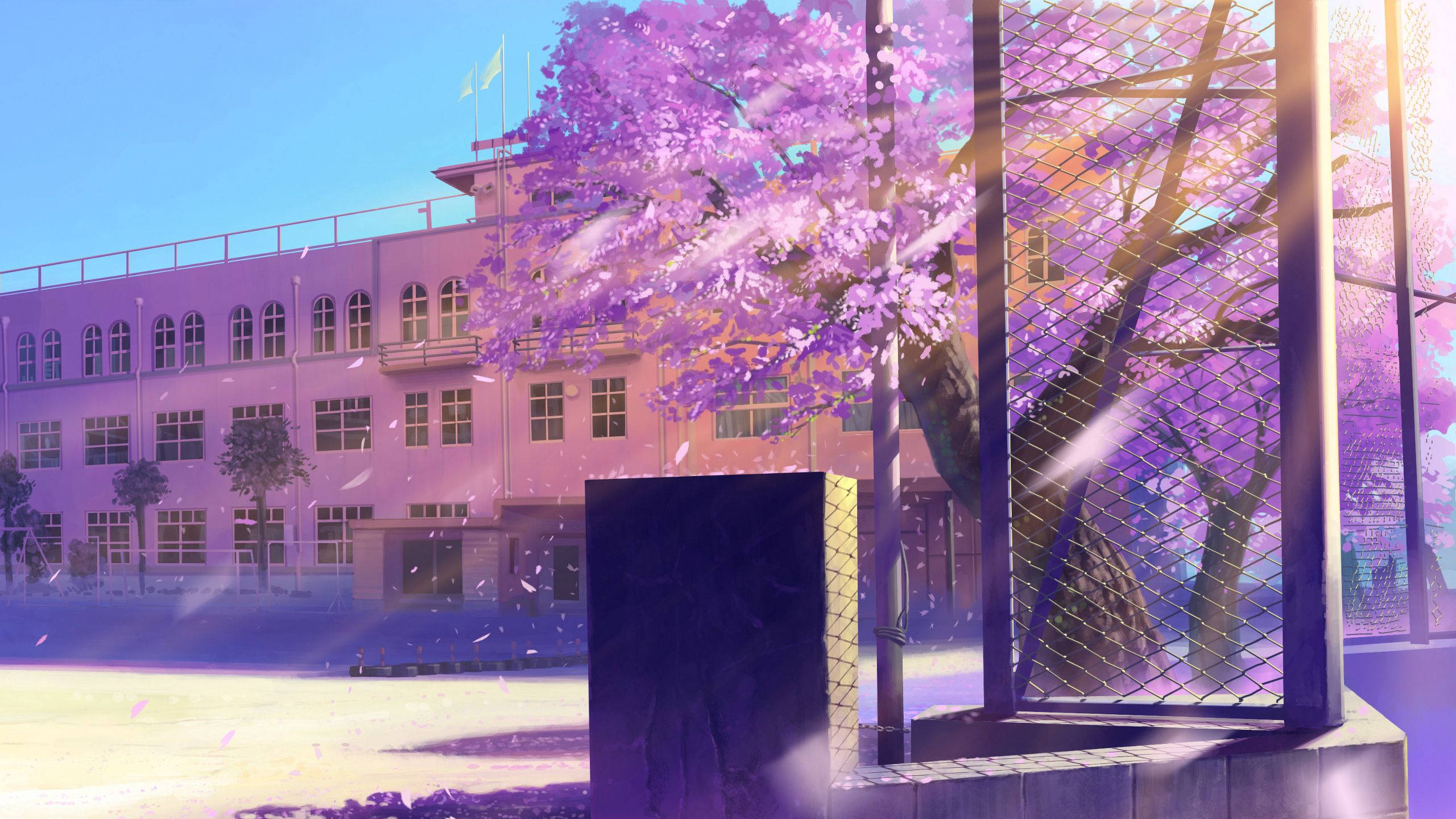 Animated 桌布 壁紙 — 鮮豔的紫色櫻花在金色陽光中飄落，陽光穿過學校建築旁的鐵絲網圍欄。