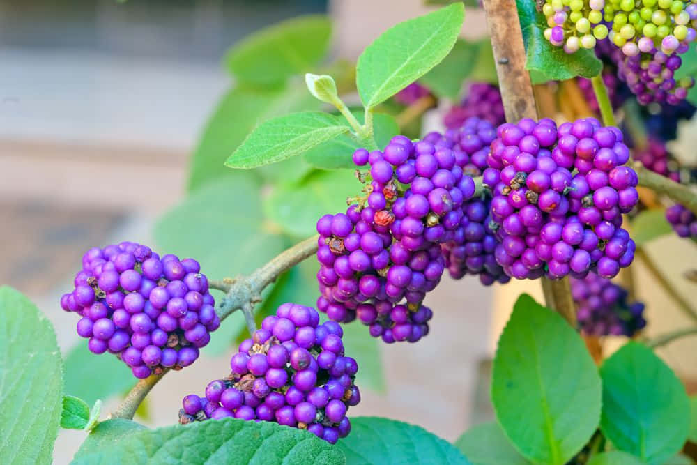 Purple Berries 桌布 壁紙 — 鮮豔的紫色漿果密集地簇擁在樹枝上，周圍環繞著茂密的綠葉，在陽光普照的花園中。