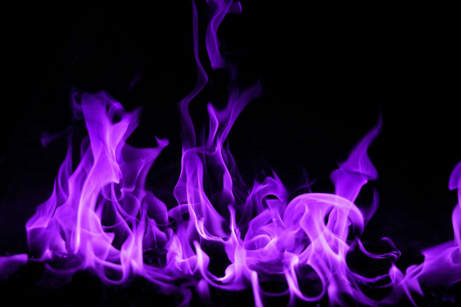 Purple Fire 桌布 壁紙 — 鮮豔的紫色火焰在純黑背景上動態舞動，營造出強烈的視覺對比。