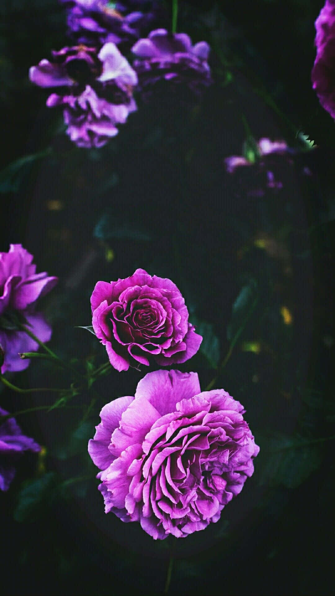 花 iPhone 桌布 壁紙 — 鮮豔的紫色玫瑰在柔焦中盛開，背景為深色且富有情調，帶有微妙的金色亮點。