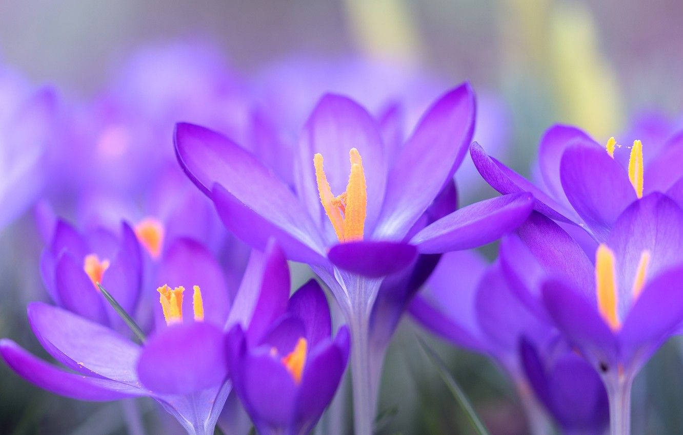 Saffron 桌布 壁紙 — 鮮豔的紫色番紅花，帶有明亮的黃色雄蕊，在柔和的焦點下，以模糊的自然背景盛開。