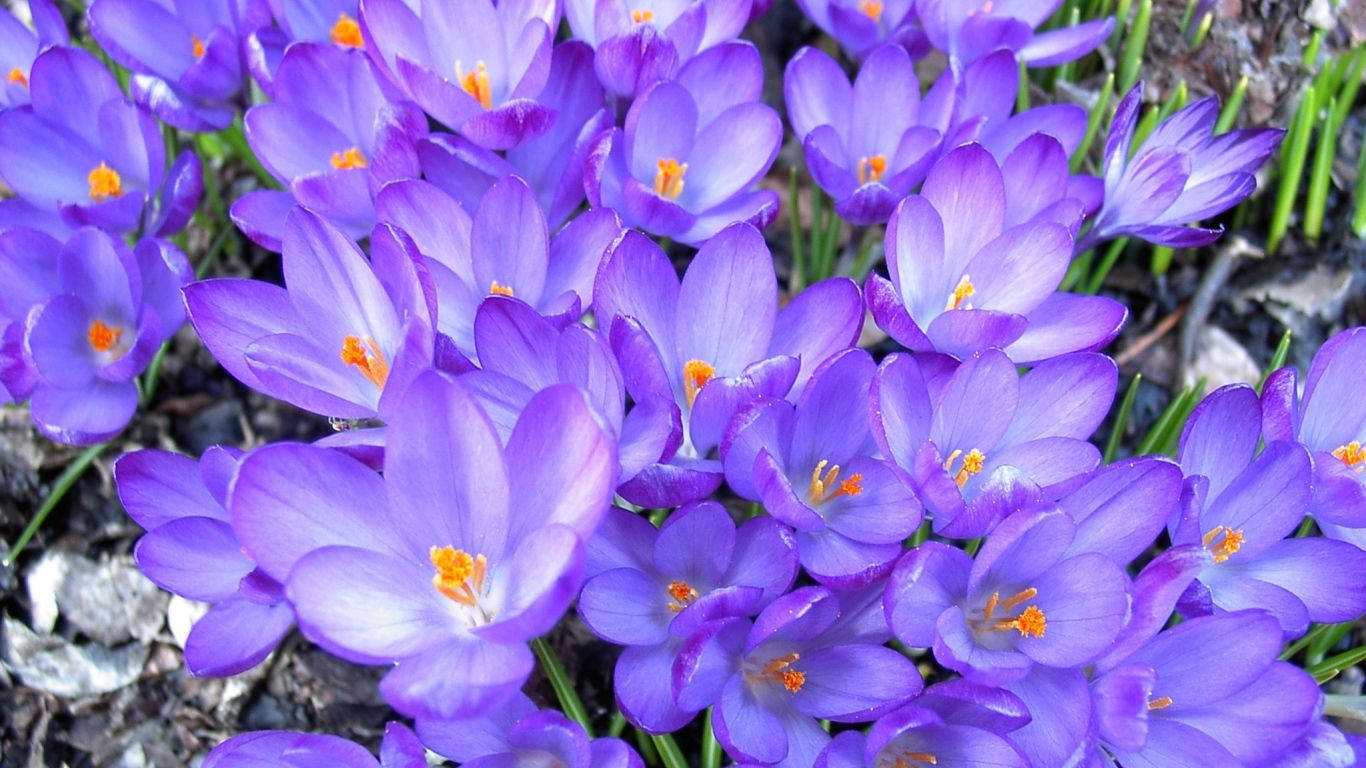Saffron 桌布 壁紙 — 鮮豔的紫色番紅花在早春密集綻放，背景是綠草和灰色石頭。