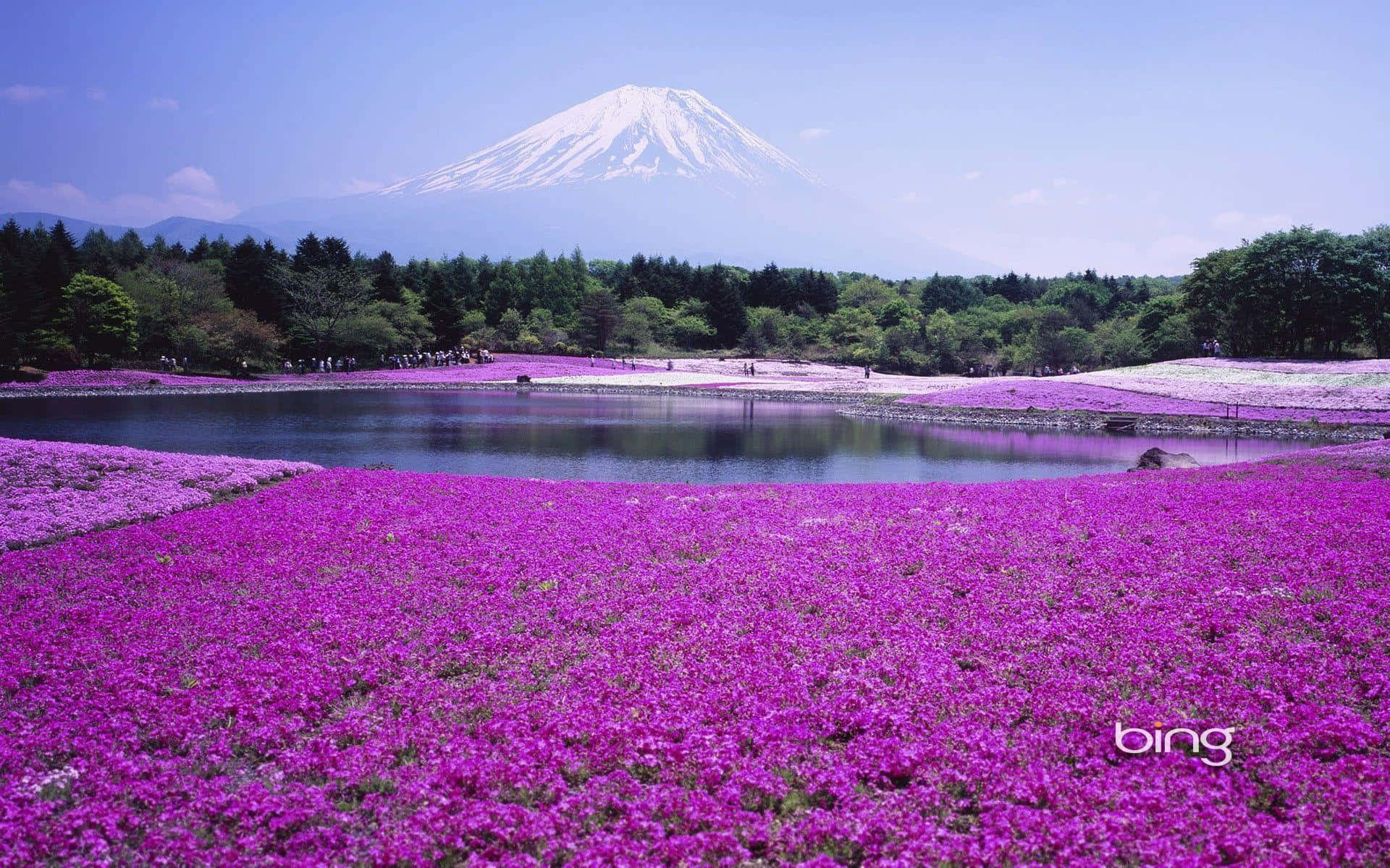 湖邊的紫色花田，背景是富士山 — 必應 壁紙