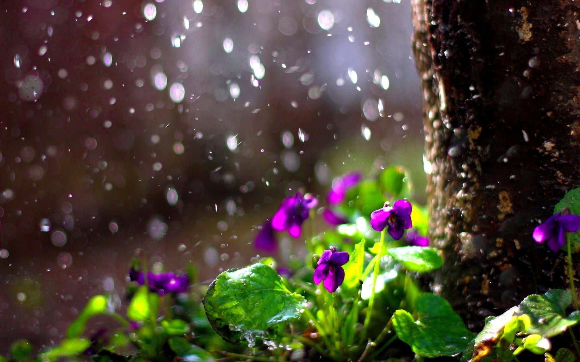Spring Rain 桌布 壁紙 — 鮮豔的紫色紫羅蘭在樹下盛開，雨滴在柔和的陽光中閃爍。