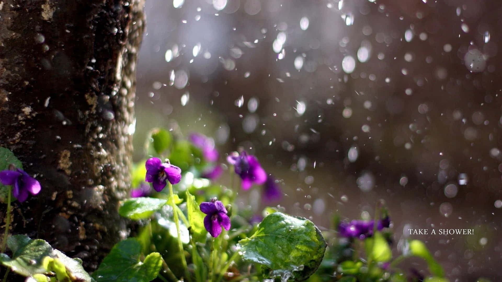 Spring Showers 桌布 壁紙 — 鮮豔的紫色紫羅蘭在樹下盛開，雨滴在柔和的陽光中閃爍，營造出寧靜的林間景象。